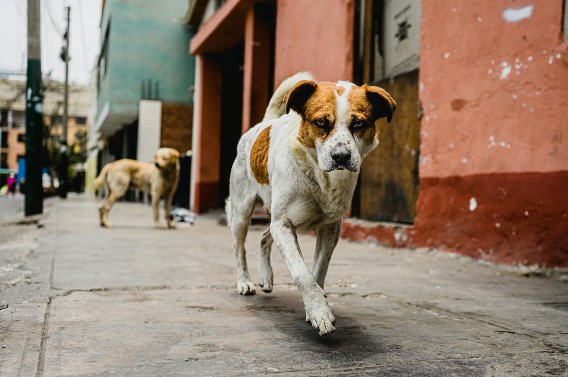 דוגו ארגנטינו