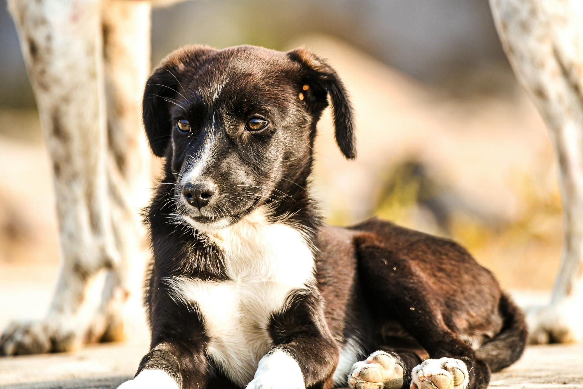 דוגו ארגנטינו
