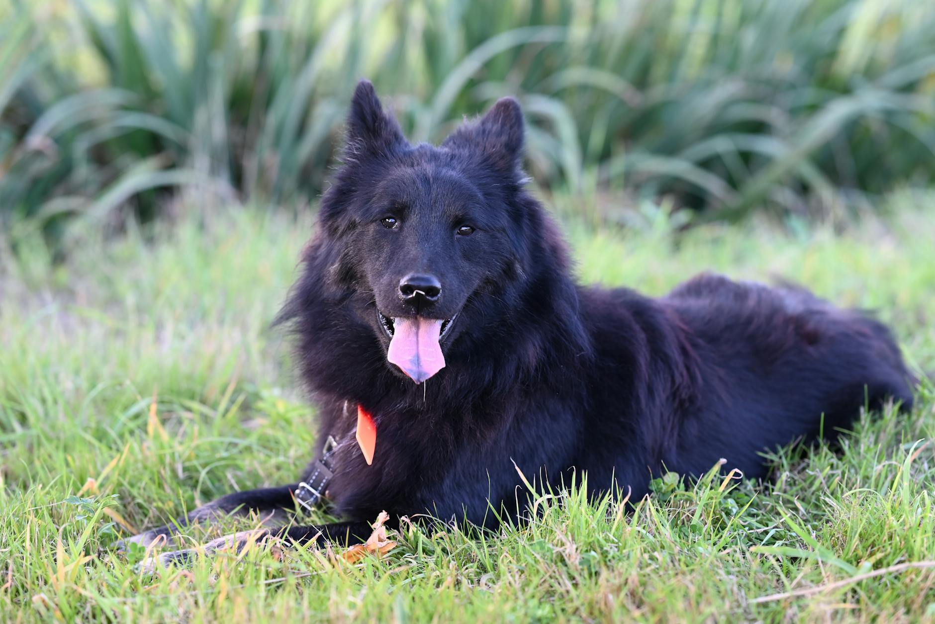 רועים הולנדי