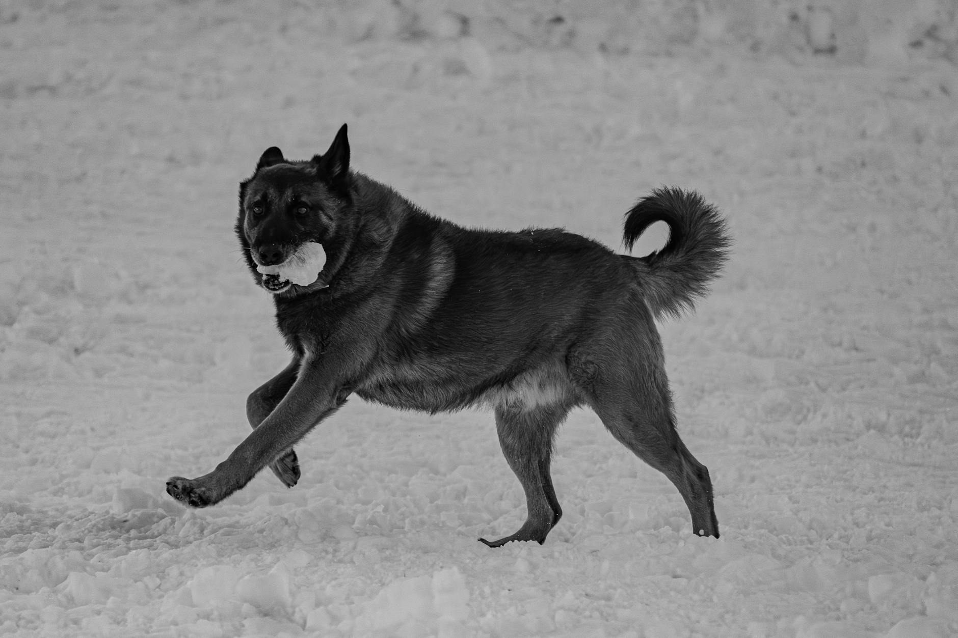 רועים הולנדי