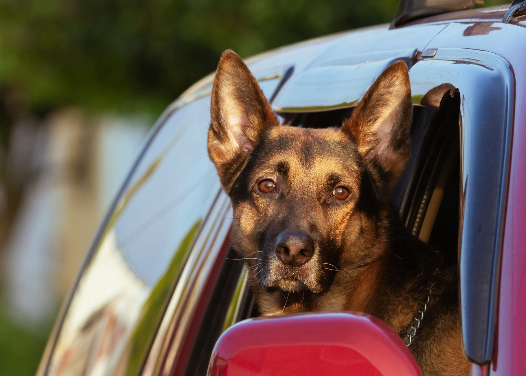 רועים הולנדי