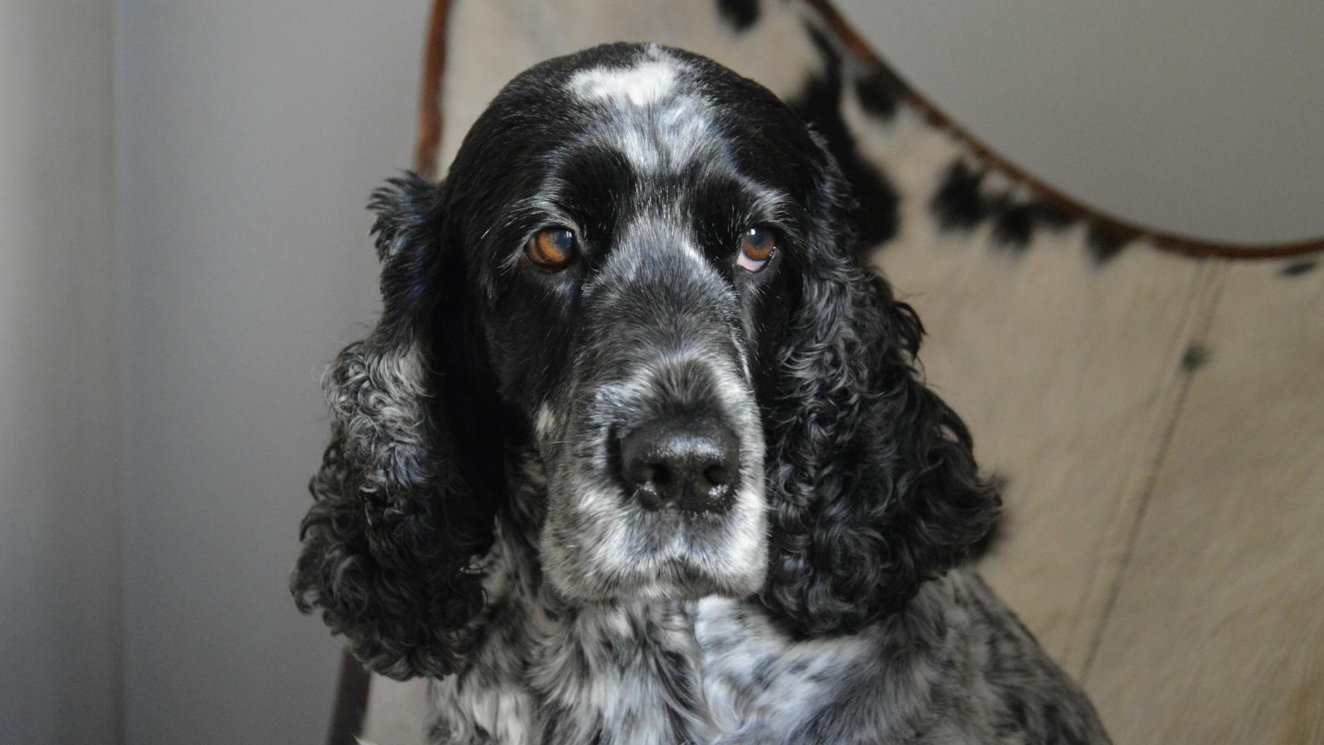 קוקר ספנייל אנגלי