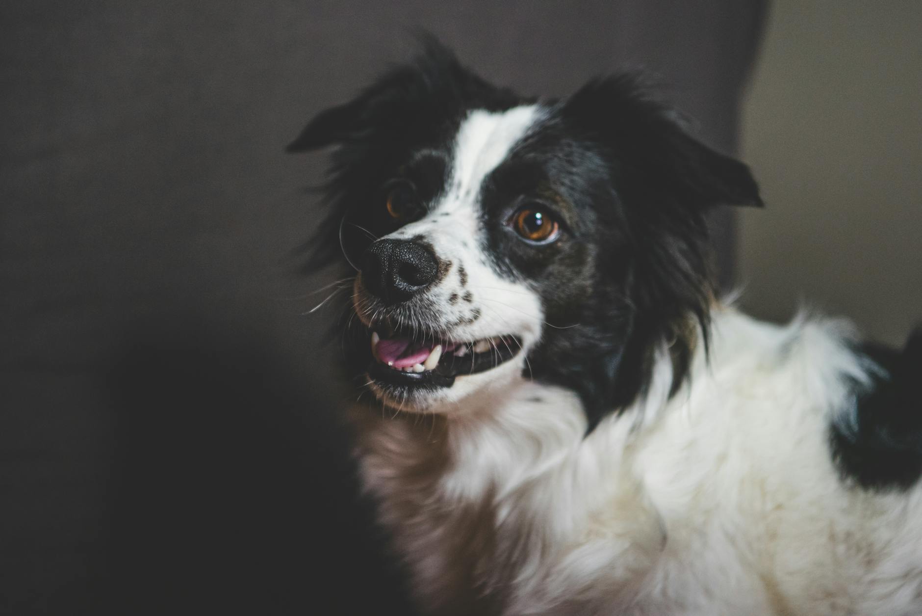 רועים אנגלי