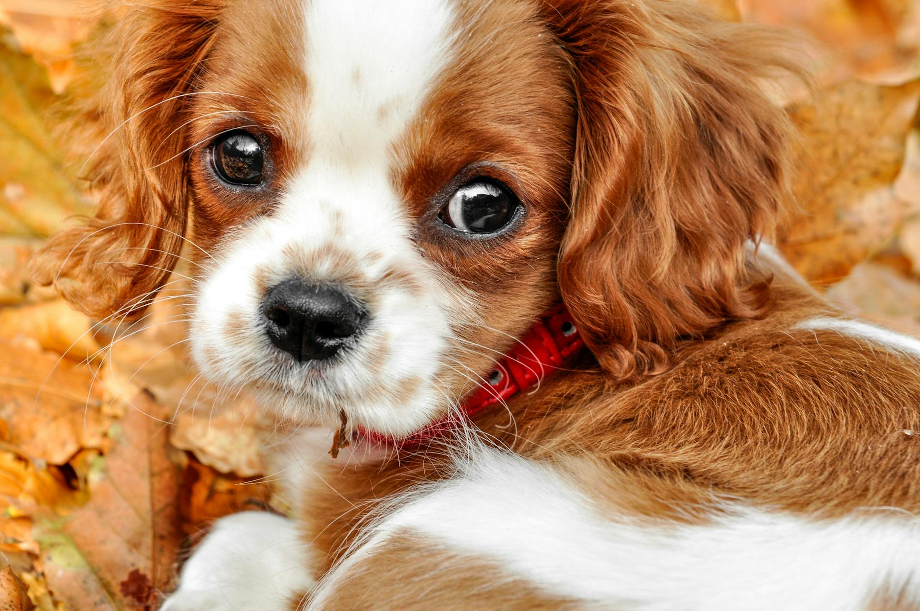 ספניאל צעצוע אנגלי