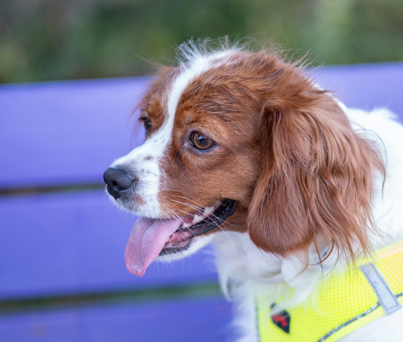 ספניאל צעצוע אנגלי