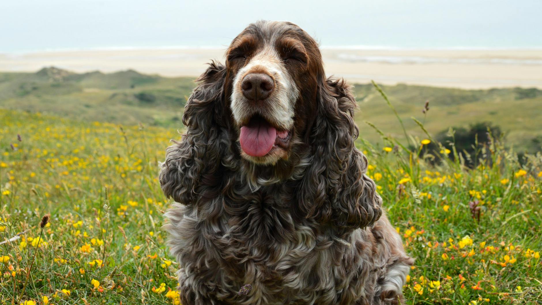 פילד ספניאל