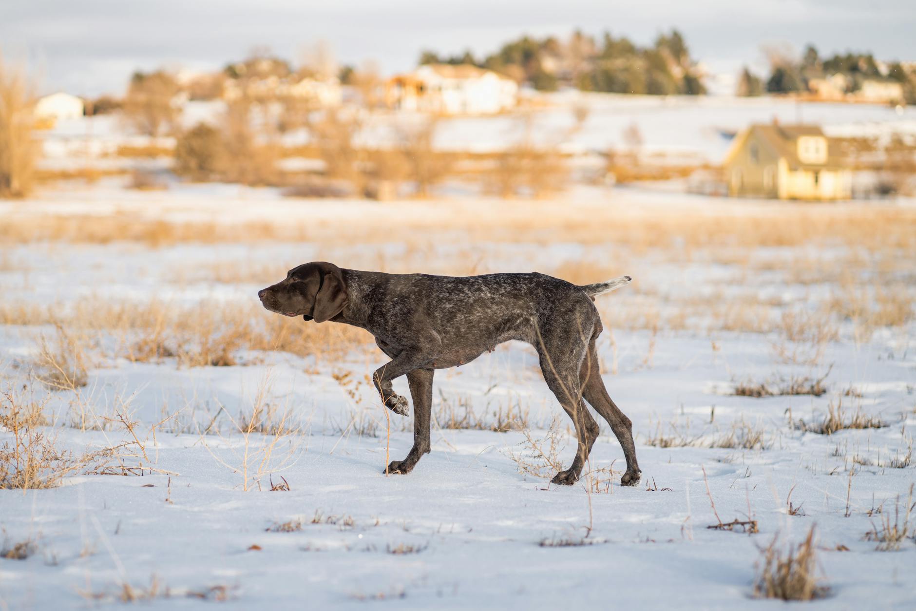 פוינטר גרמני קצר שיער