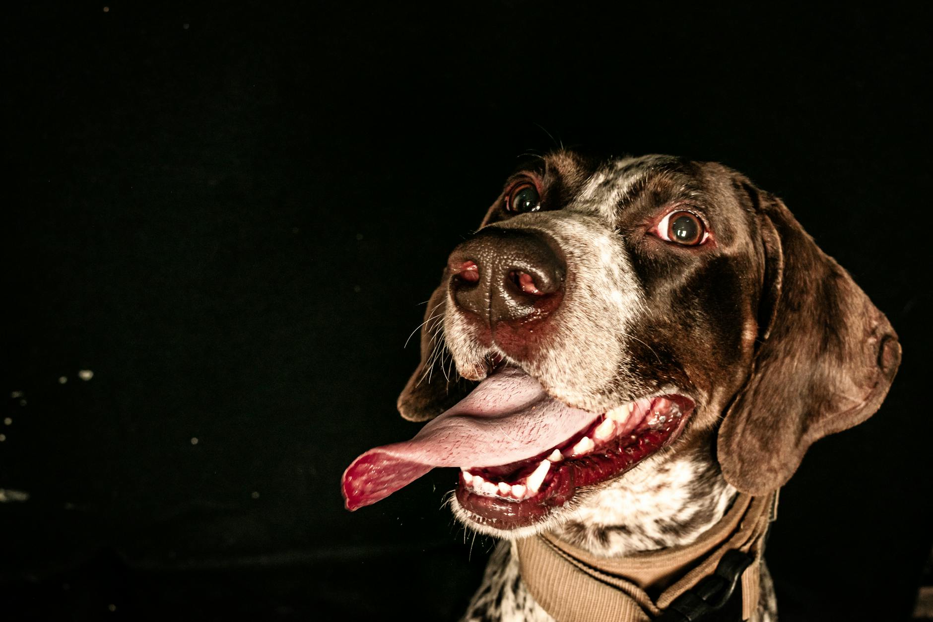 פוינטר גרמני קצר שיער