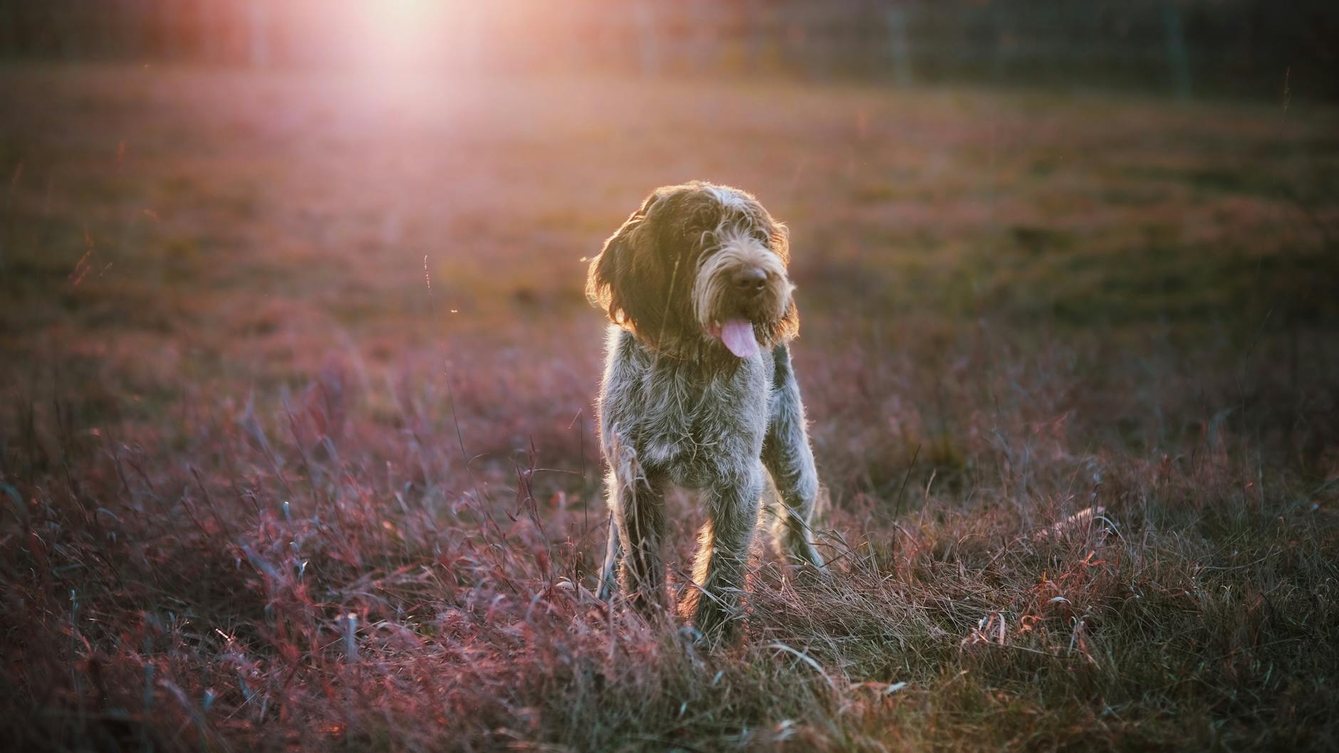 פוינטר גרמני קשה שיער