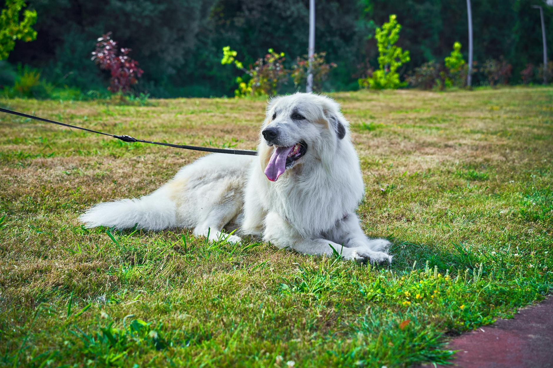 גרייט פירניז