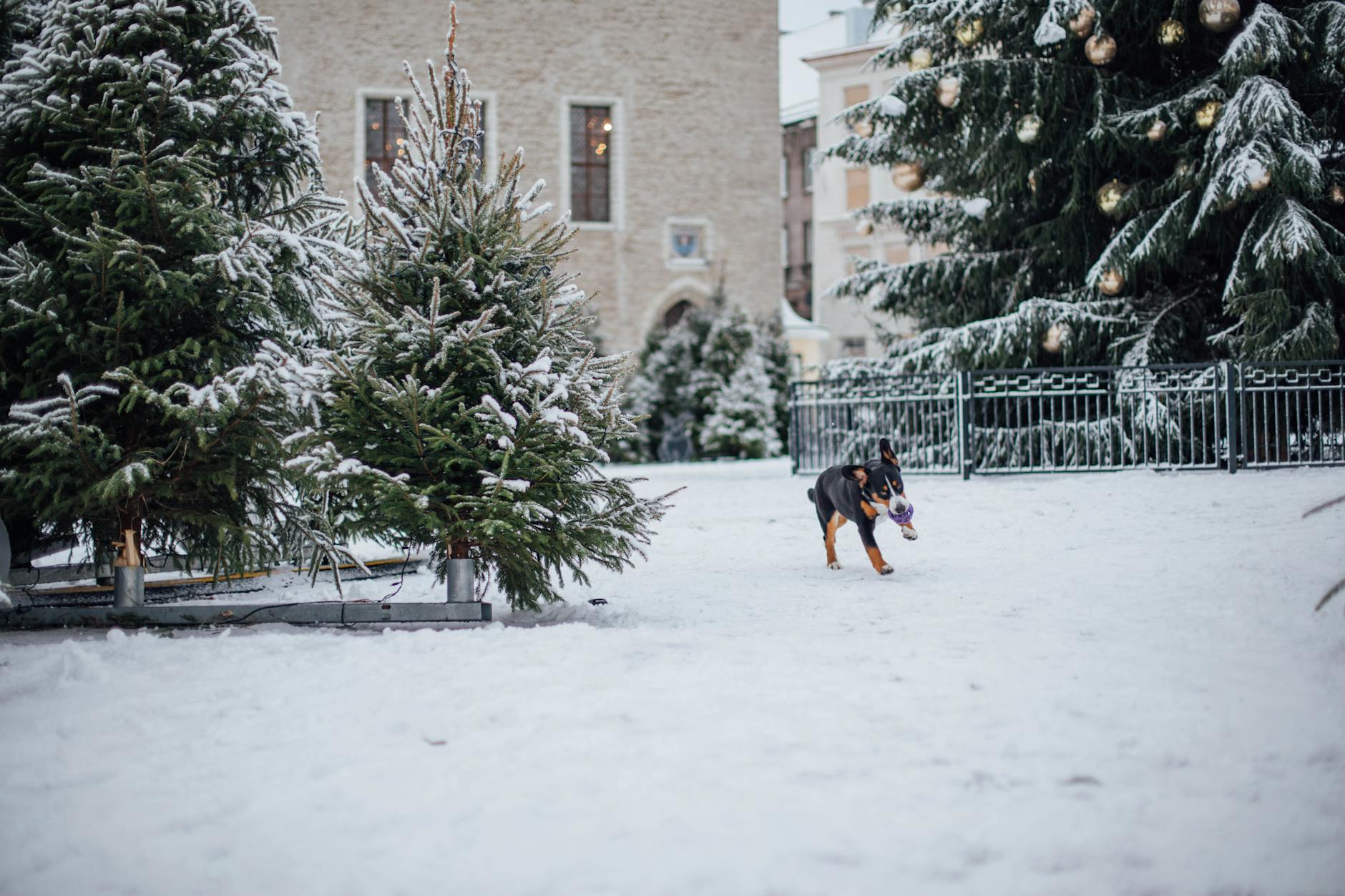 כלב הרים שוויצרי גדול