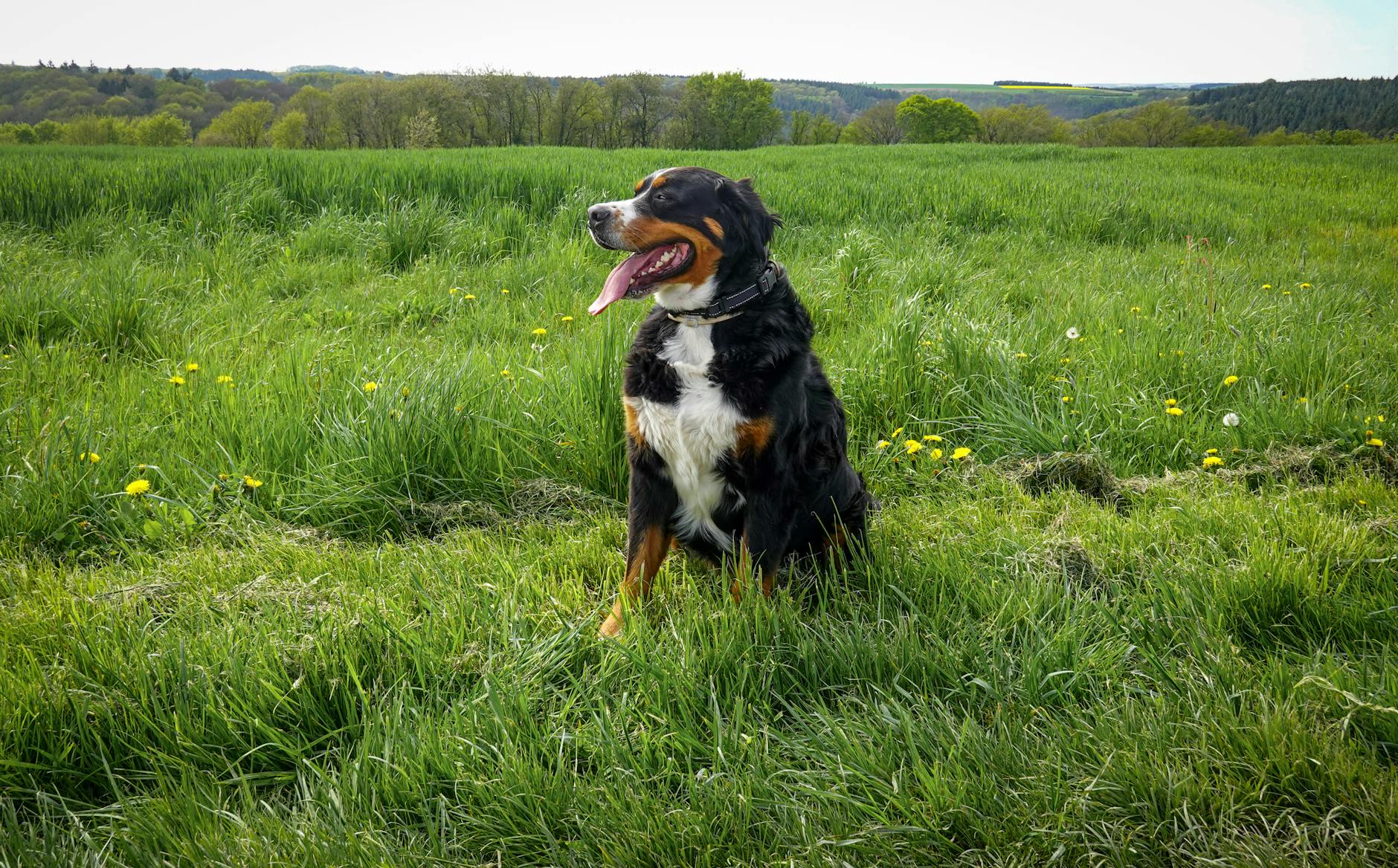 כלב הרים שוויצרי גדול