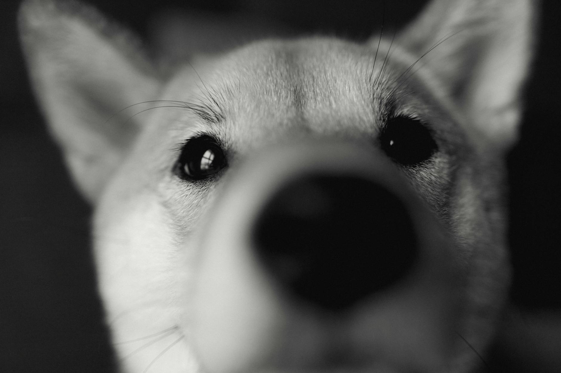 הוקאידו אינו