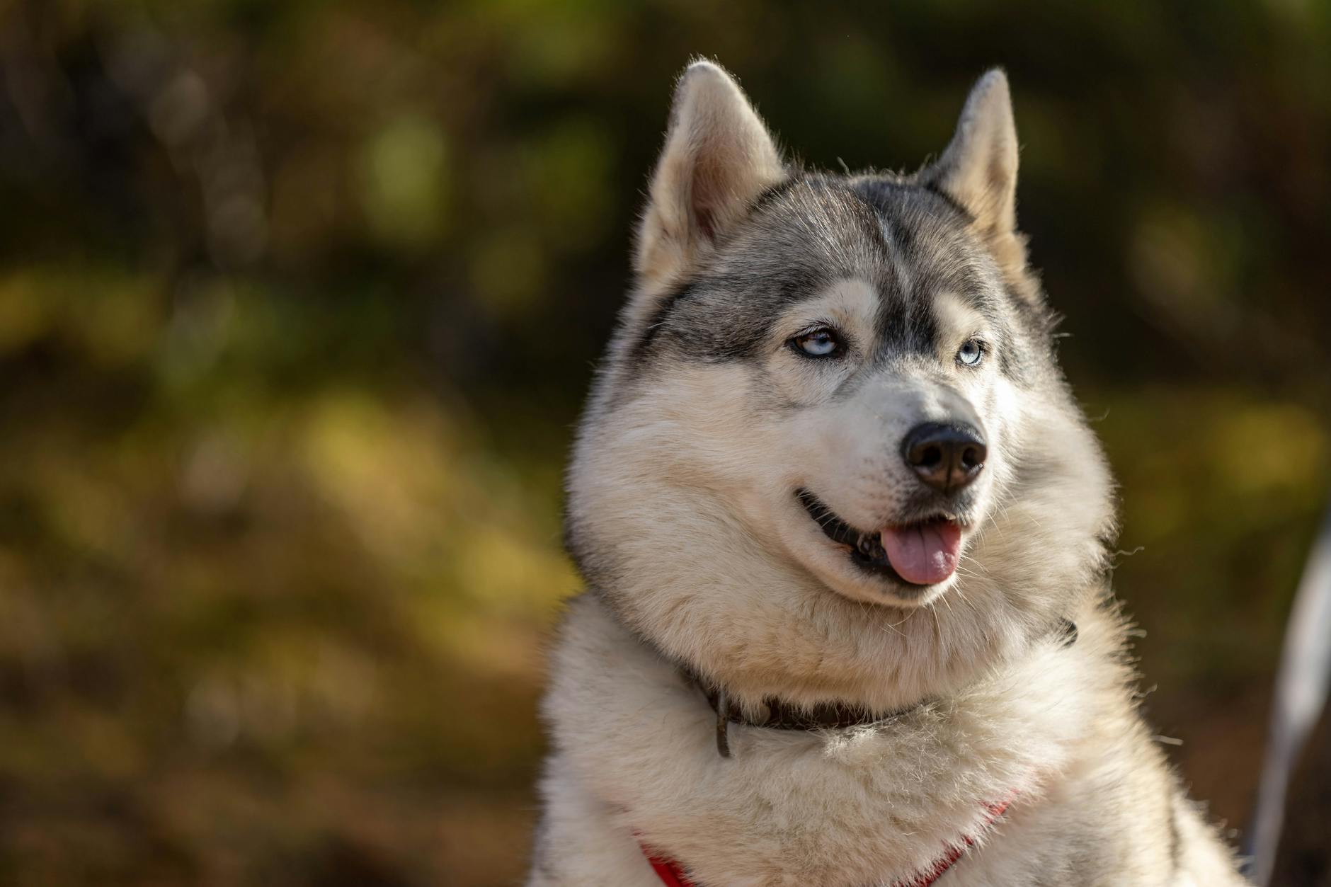 האסקי סיבירי