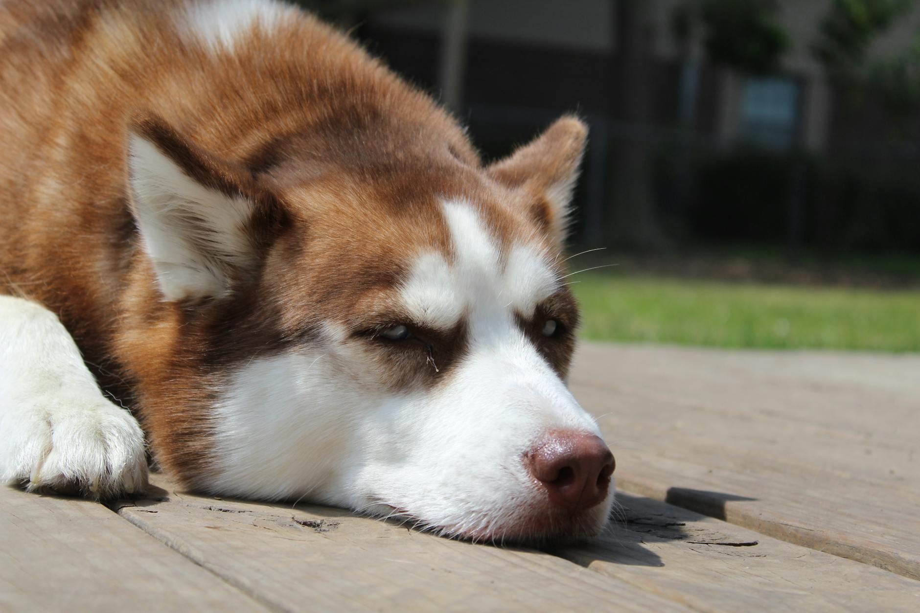האסקי סיבירי