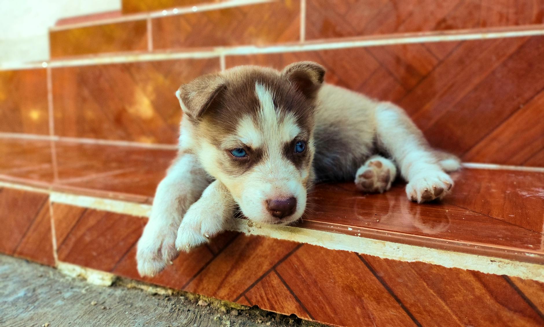 האסקי סיבירי