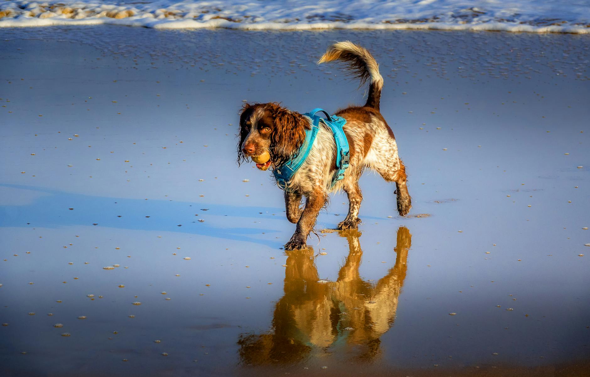 ספניאל מים אירי