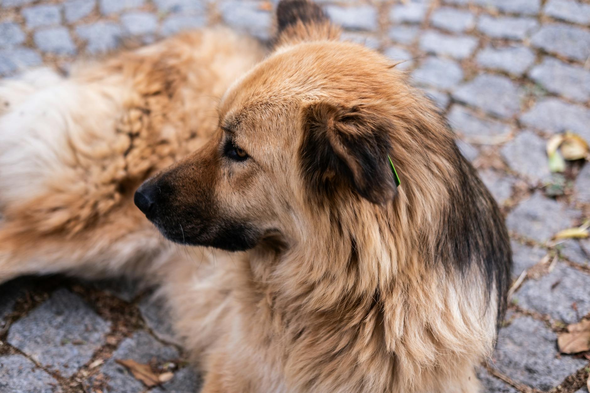 אירש וולפהאונד
