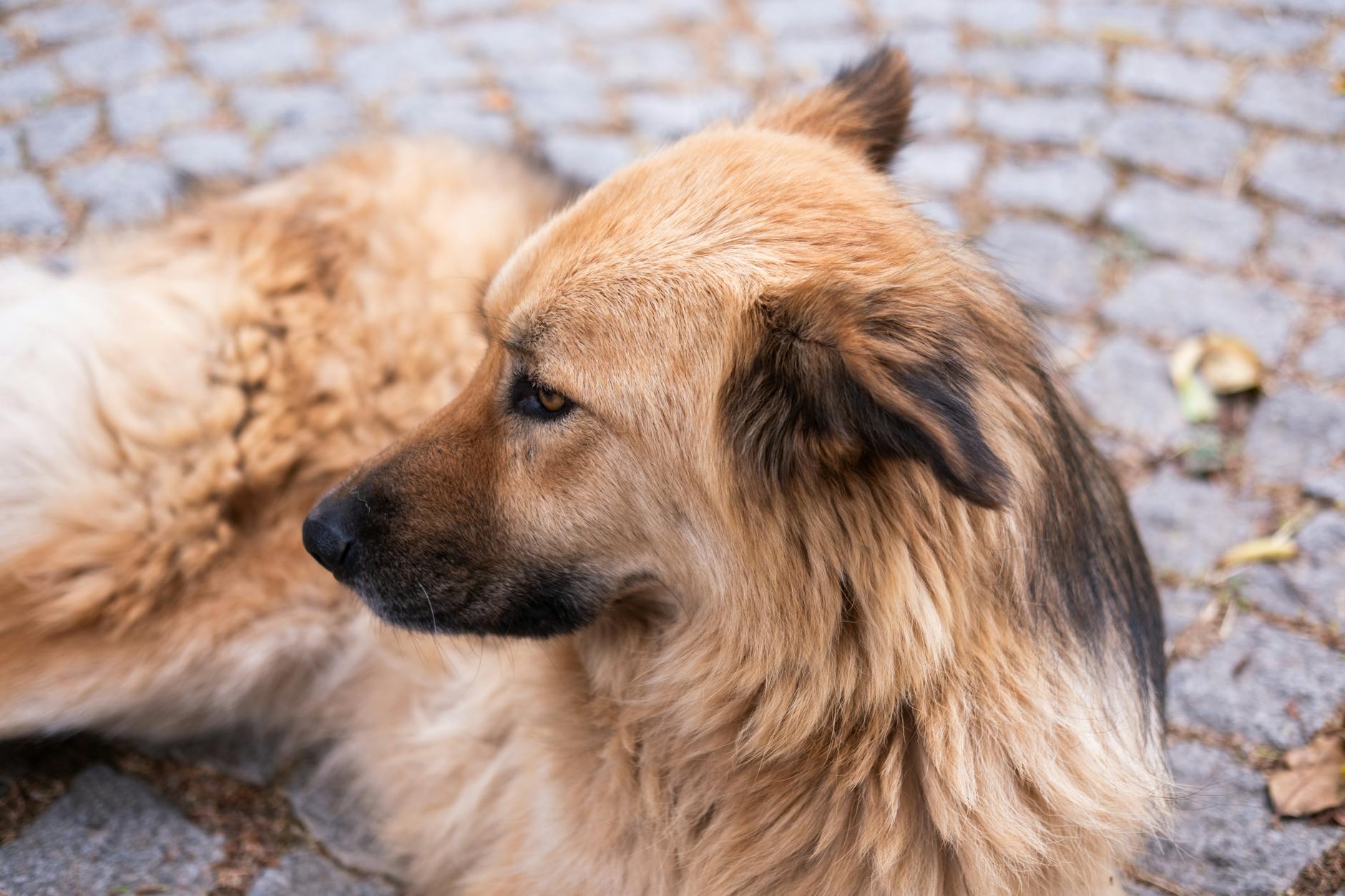 אירש וולפהאונד