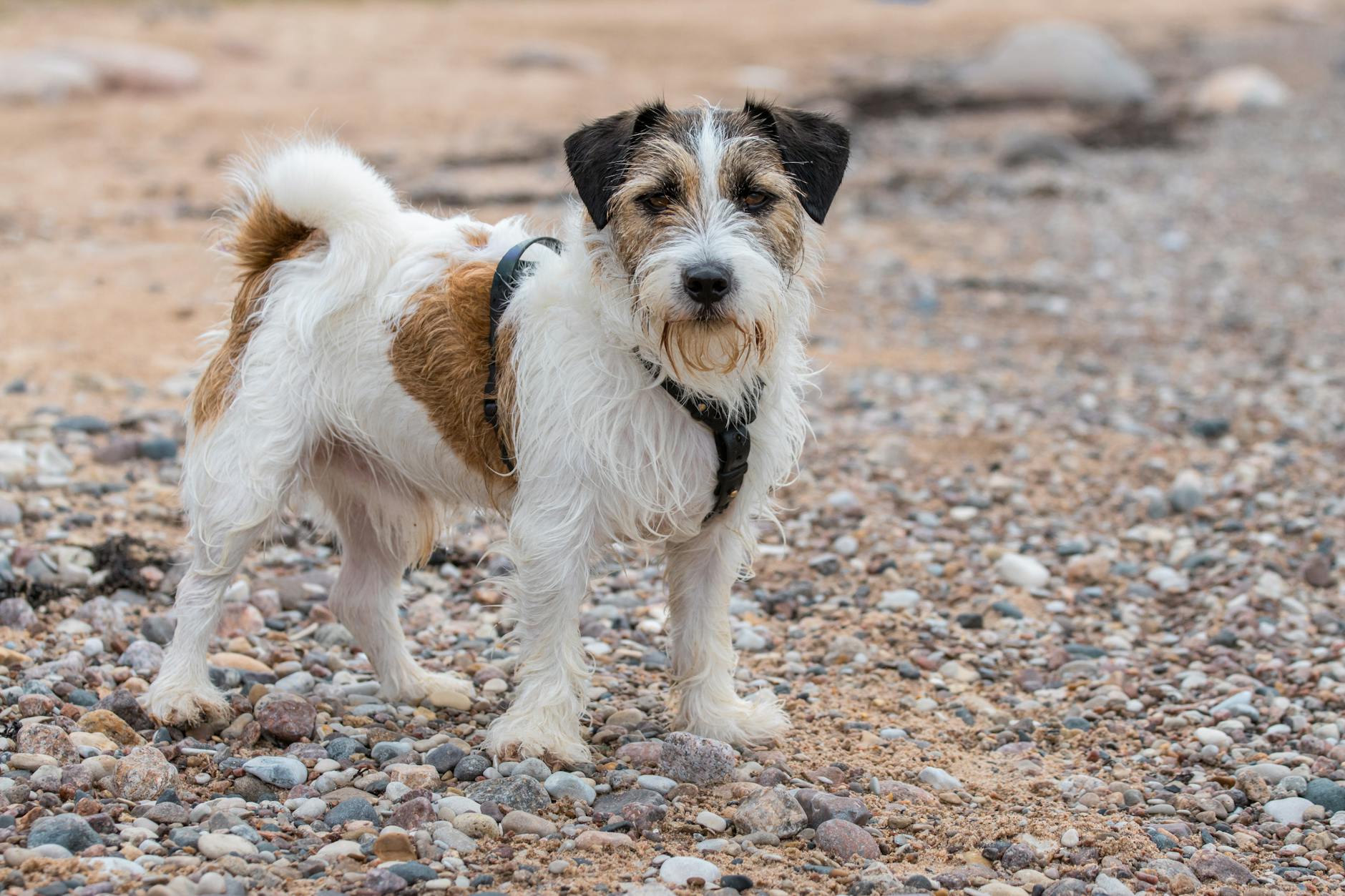 ג'ק ראסל טרייר