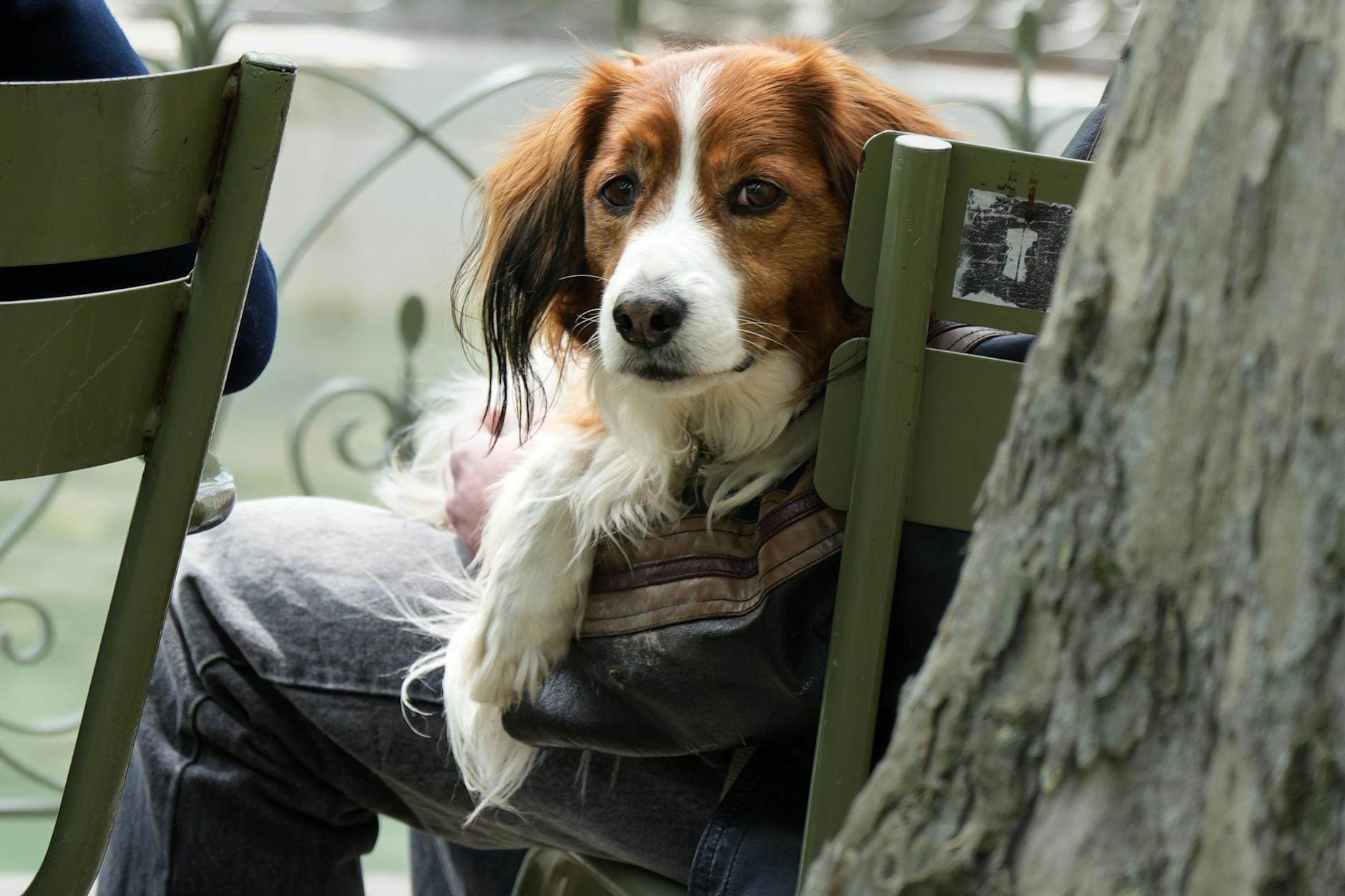 קויקרהונדיה