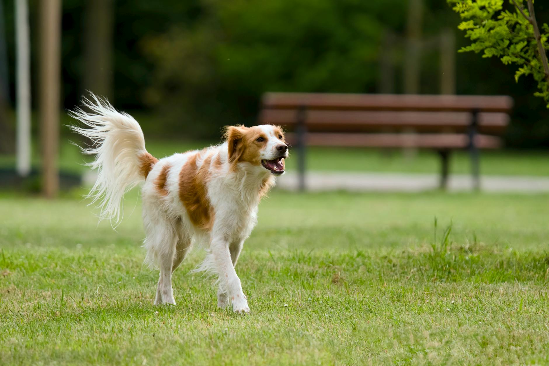 קויקרהונדיה