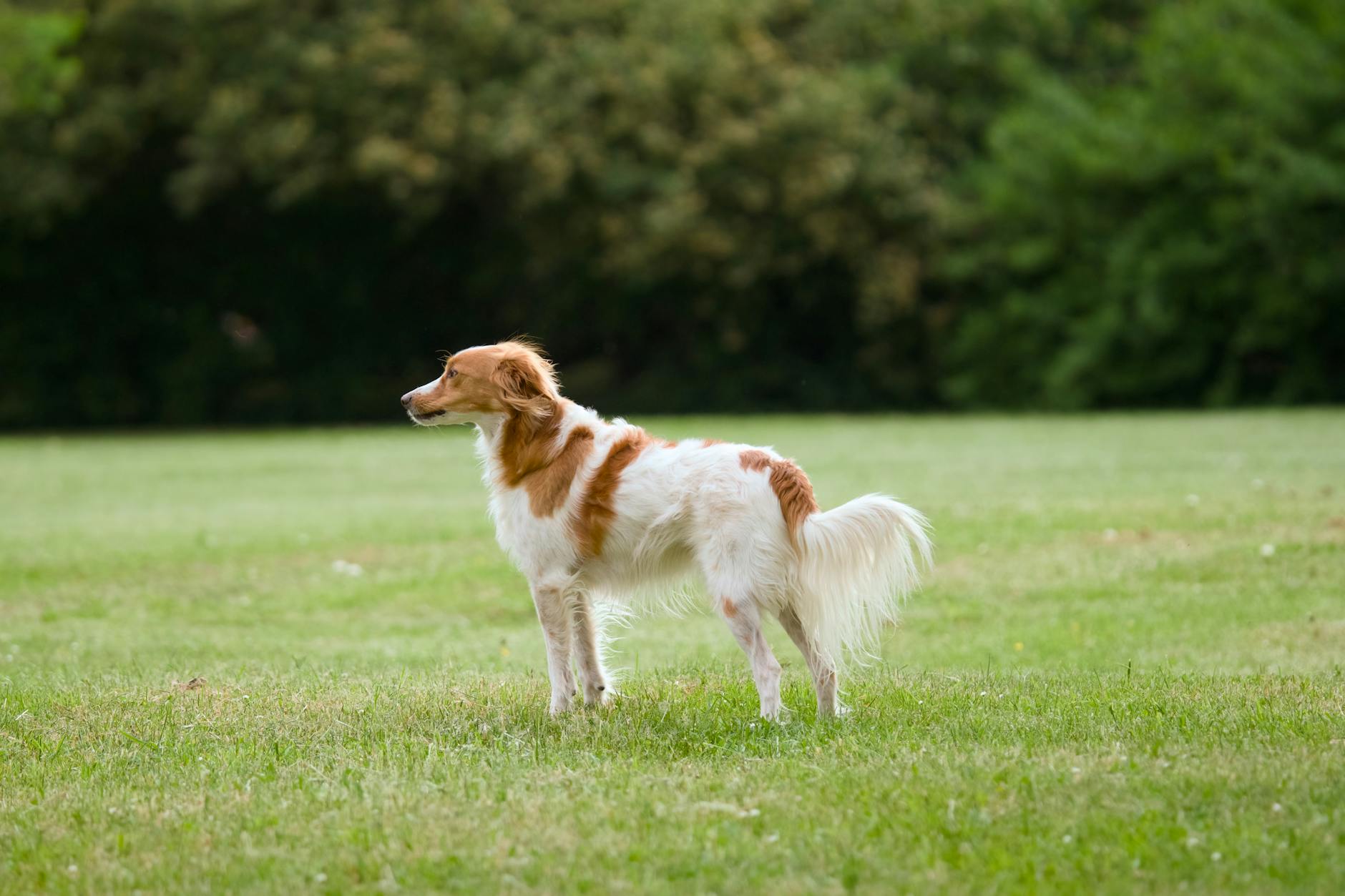 קויקרהונדיה