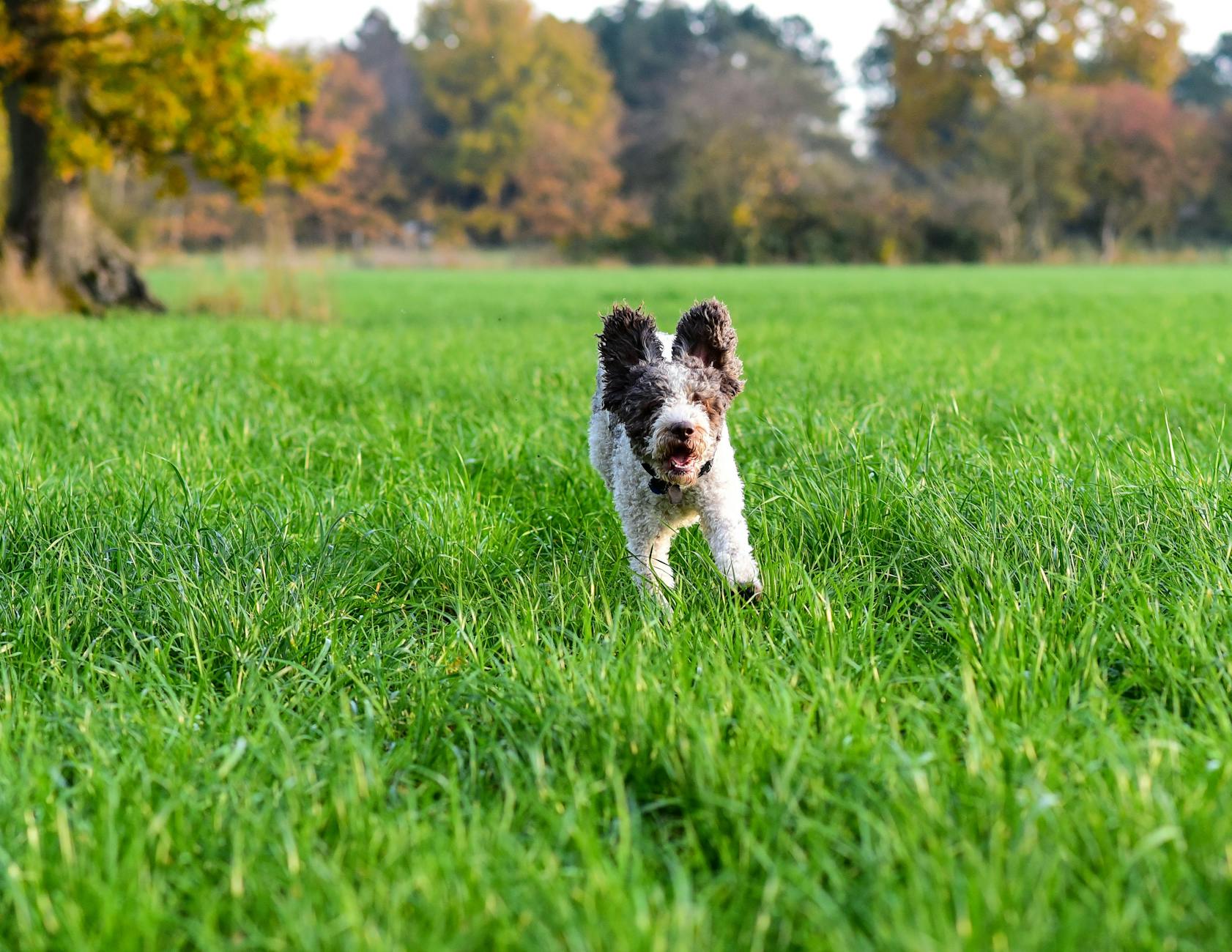 לגוטו רומניולו