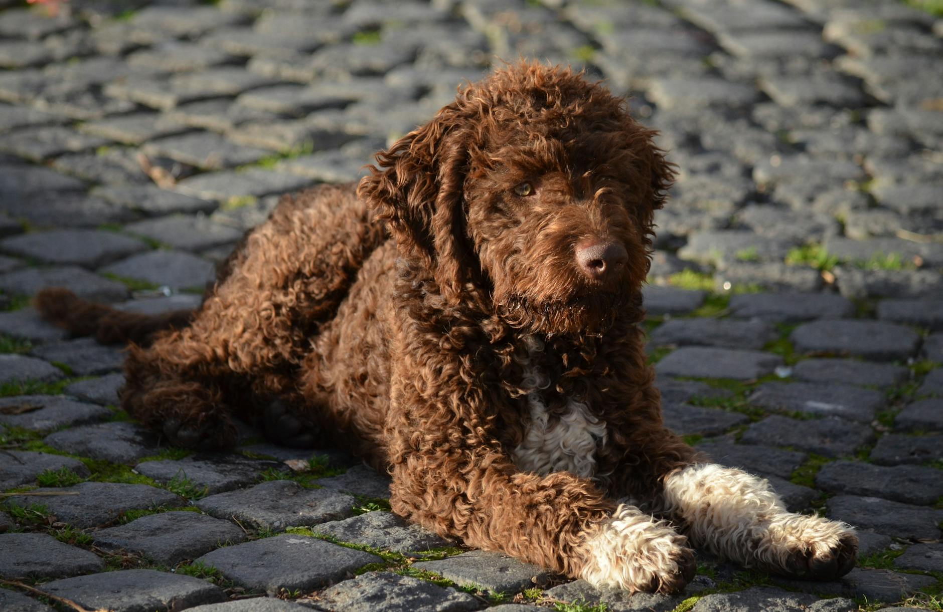 לגוטו רומניולו