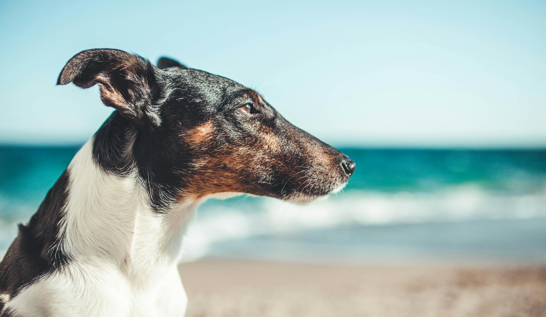 מנצ'סטר טרייר