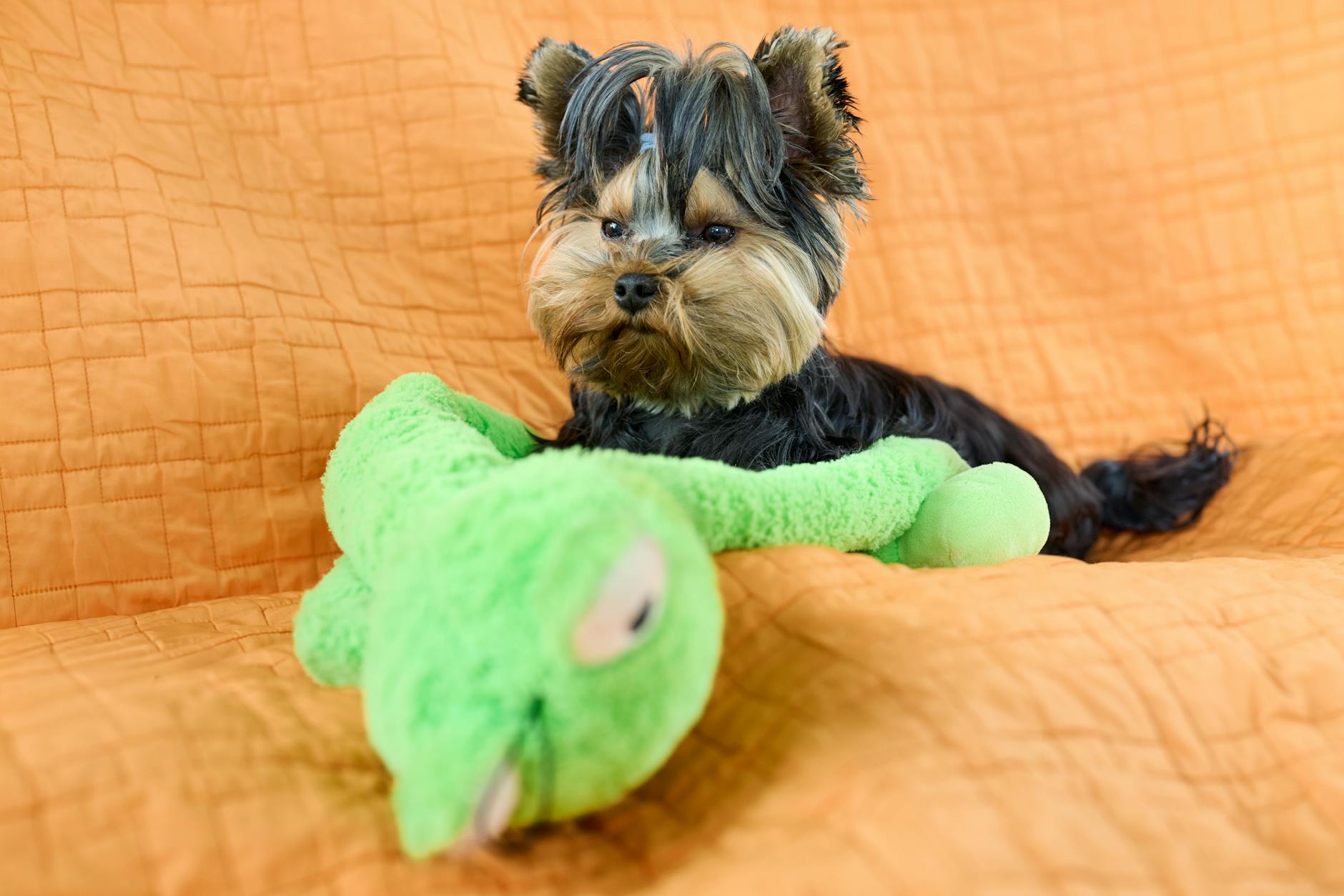 מנצ'סטר טרייר