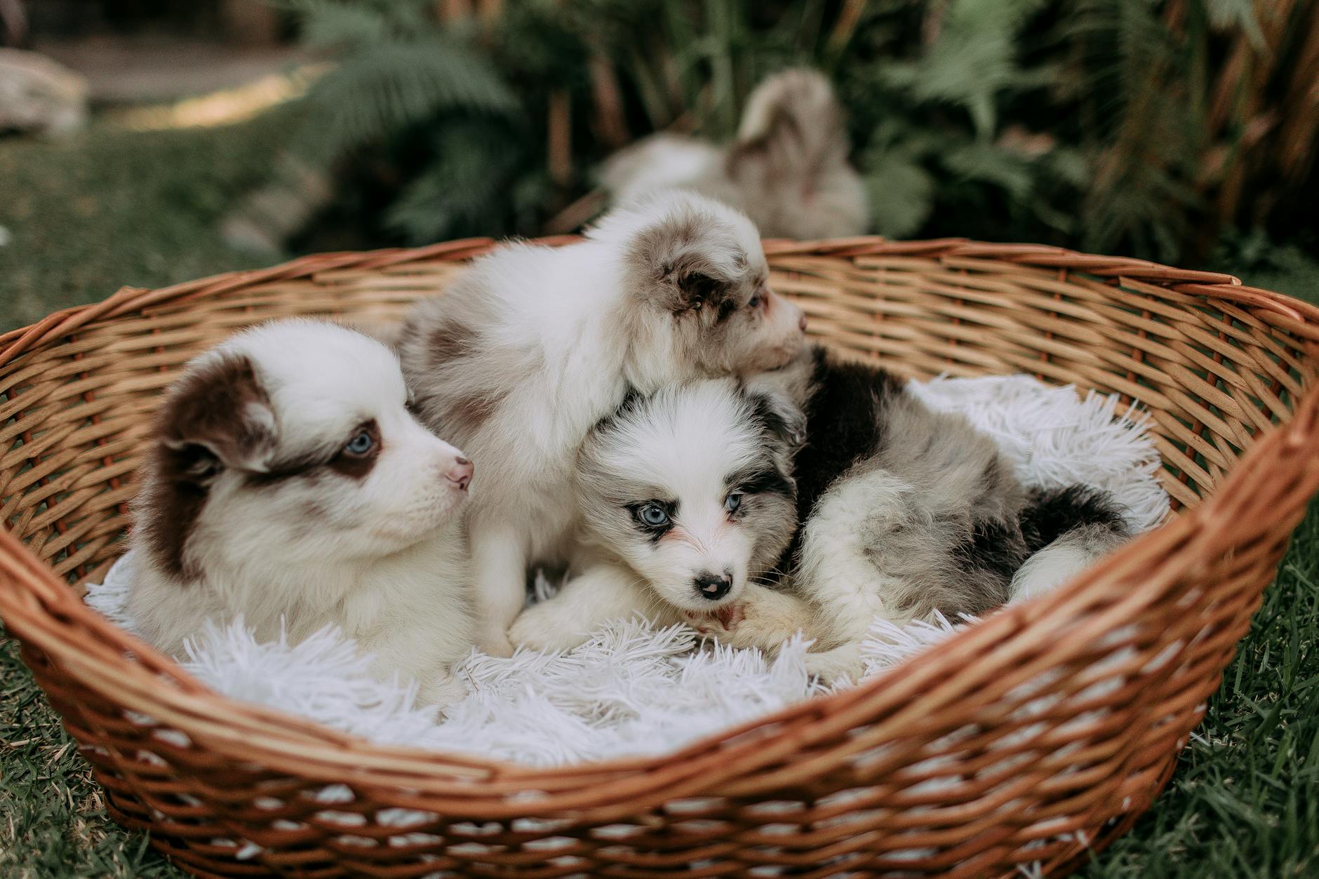 רועה אמריקאי מיניאטורי