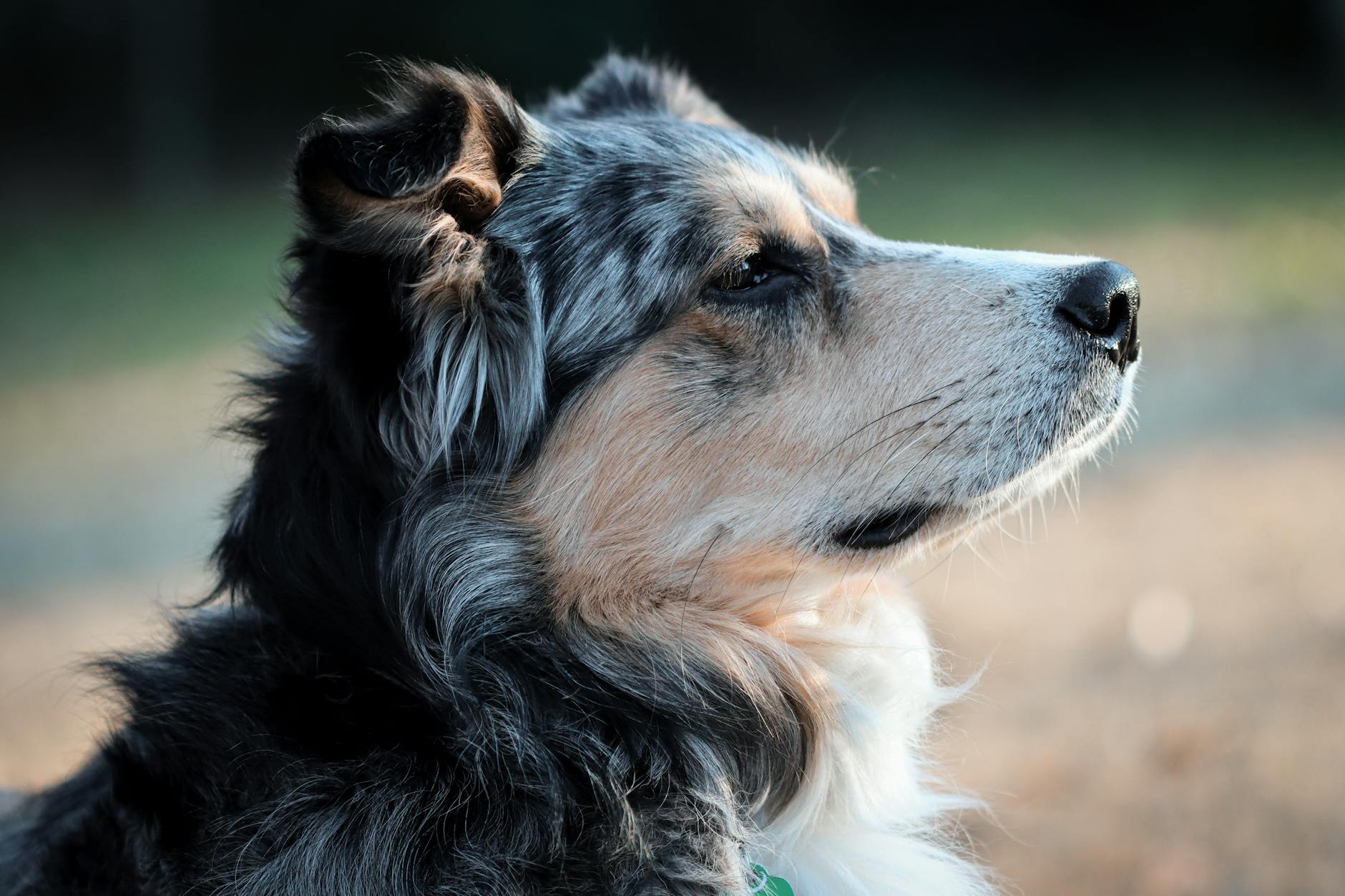 רועה אמריקאי מיניאטורי
