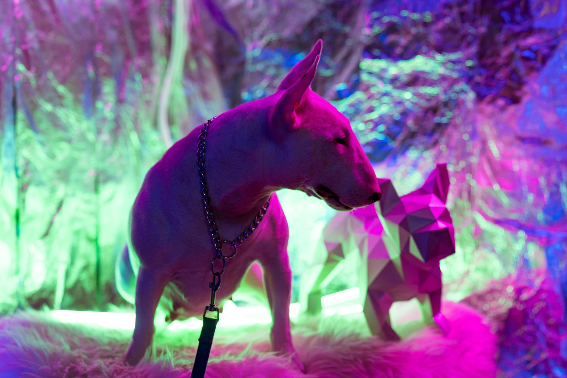 בול טרייר מיניאטורי