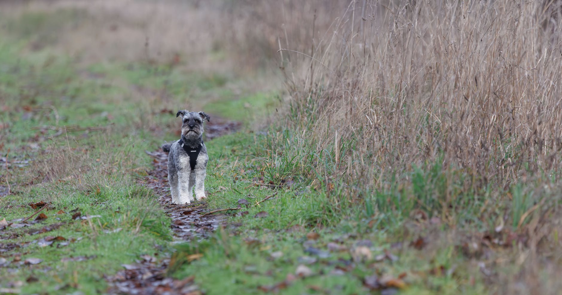 שנאוצר מיניאטורי