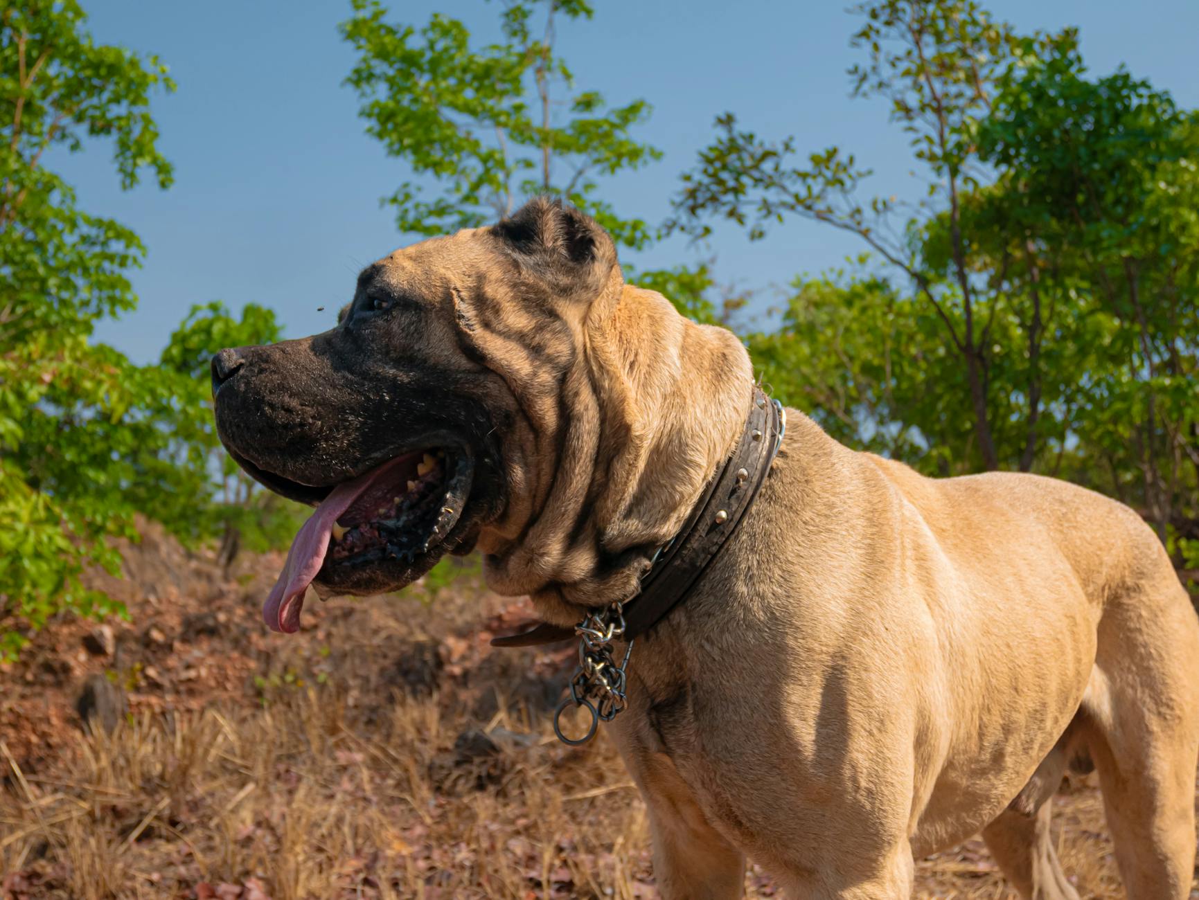 מאסטיף נפוליטני