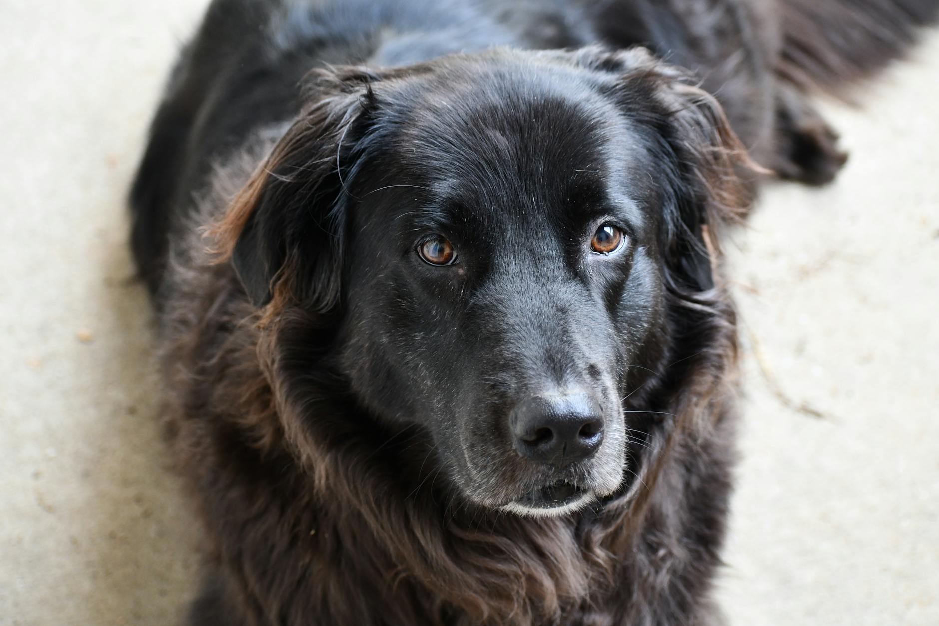 ניופאונדלנד