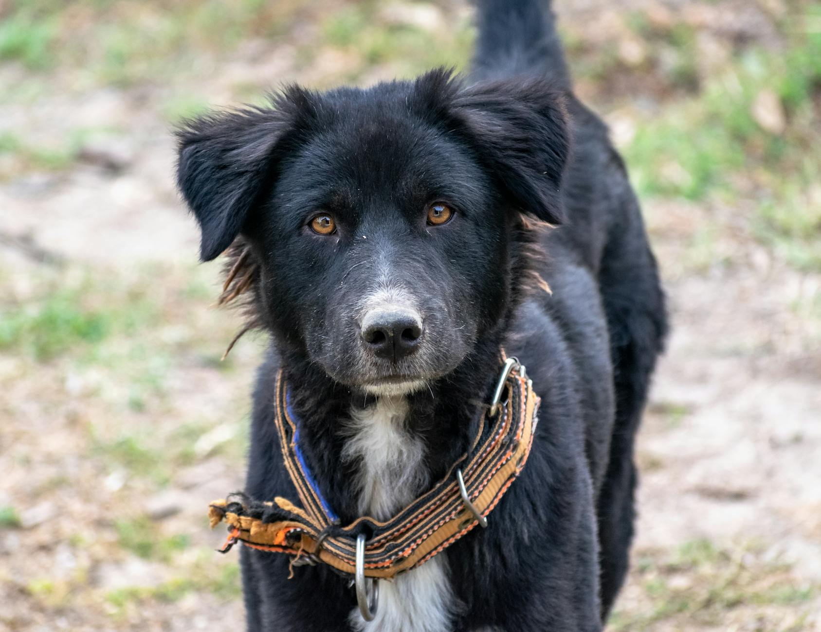 ניופאונדלנד