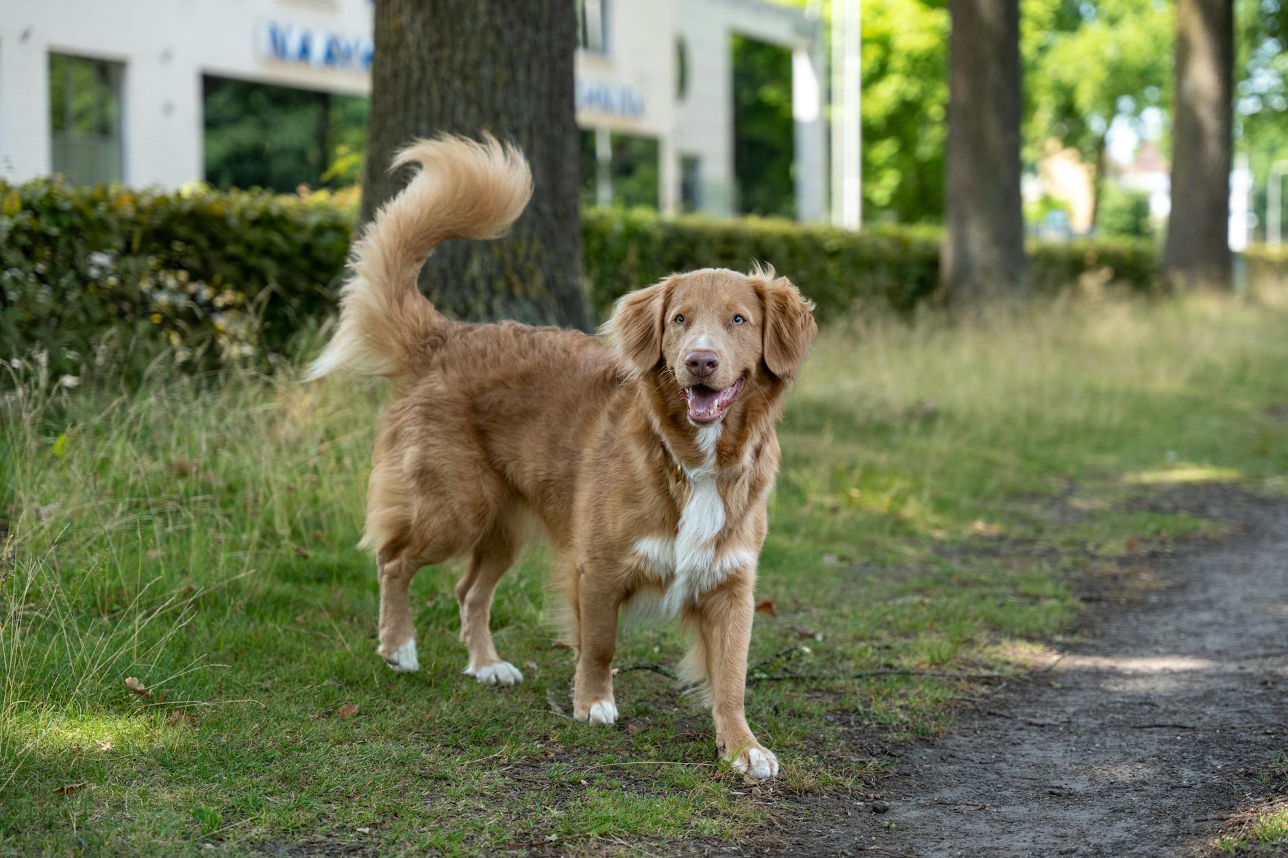 נובה סקוטיה דאק טולינג רטריבר
