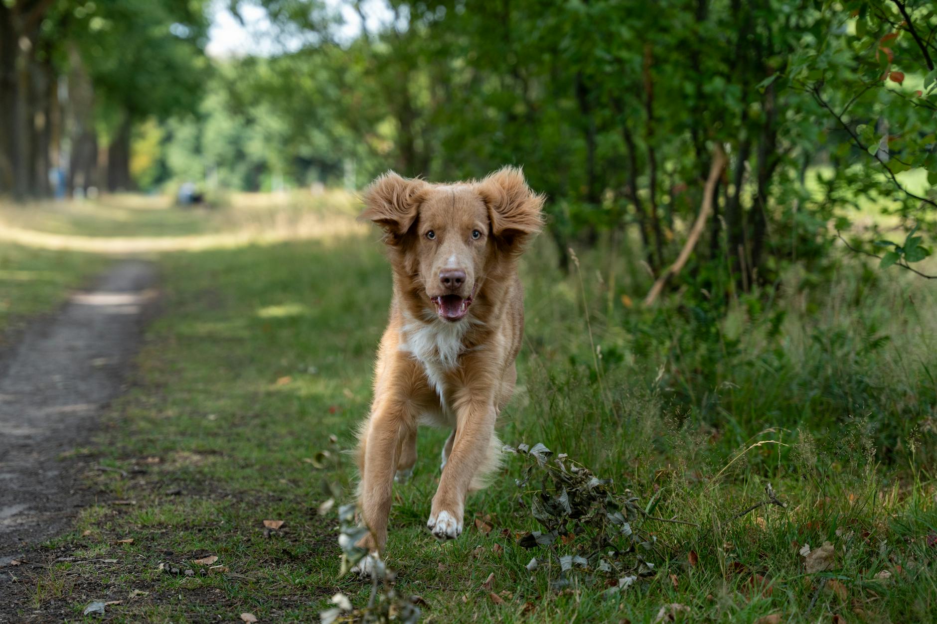 נובה סקוטיה דאק טולינג רטריבר