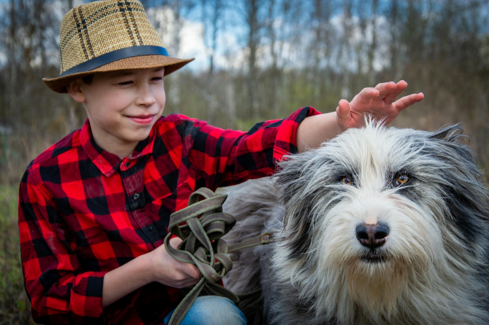 אולד אינגליש שיפדוג