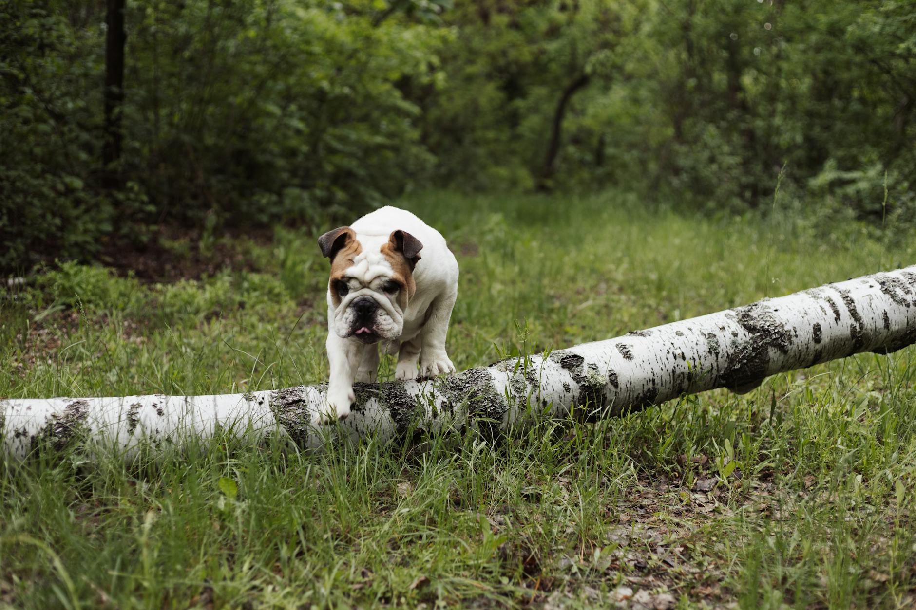 בולדוג אנגלי ישן
