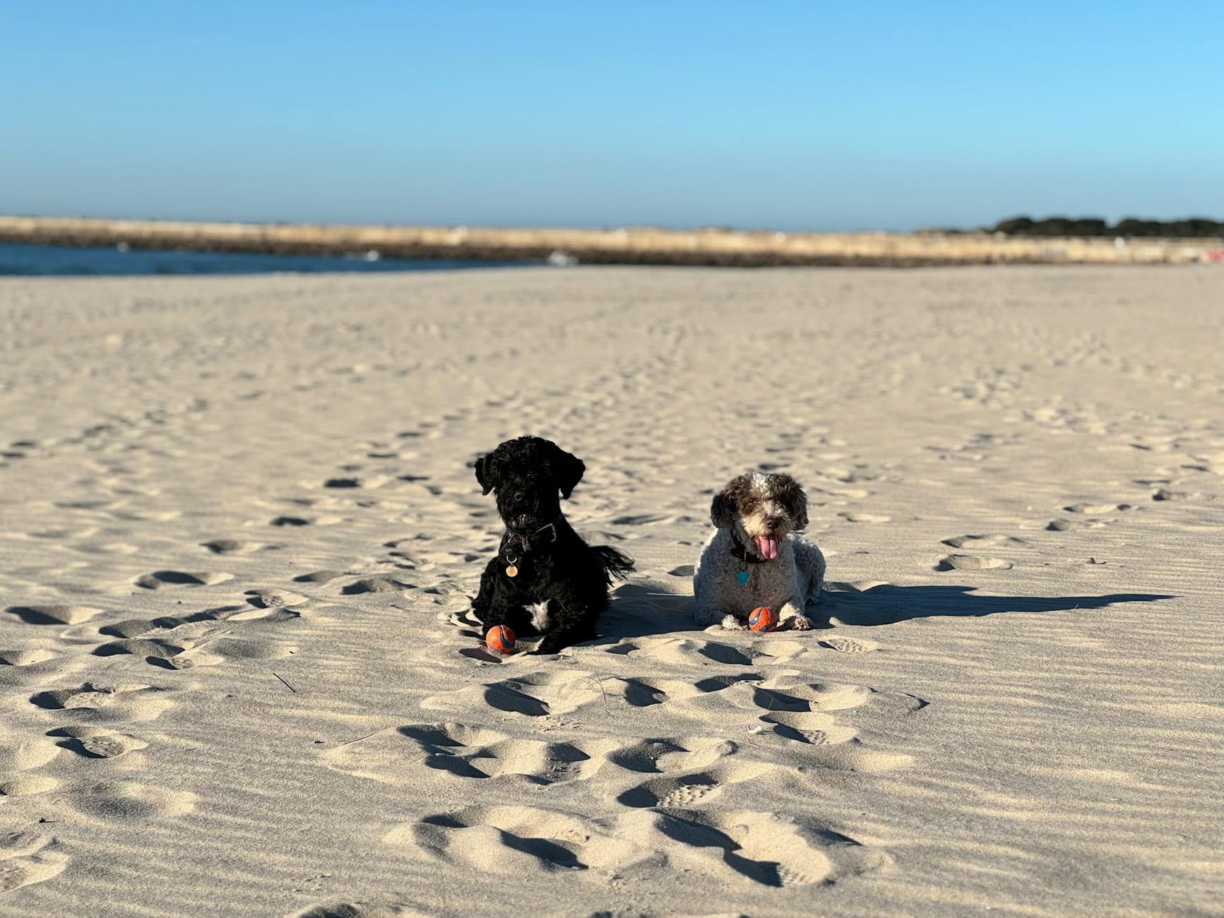 כלב מים פורטוגלי