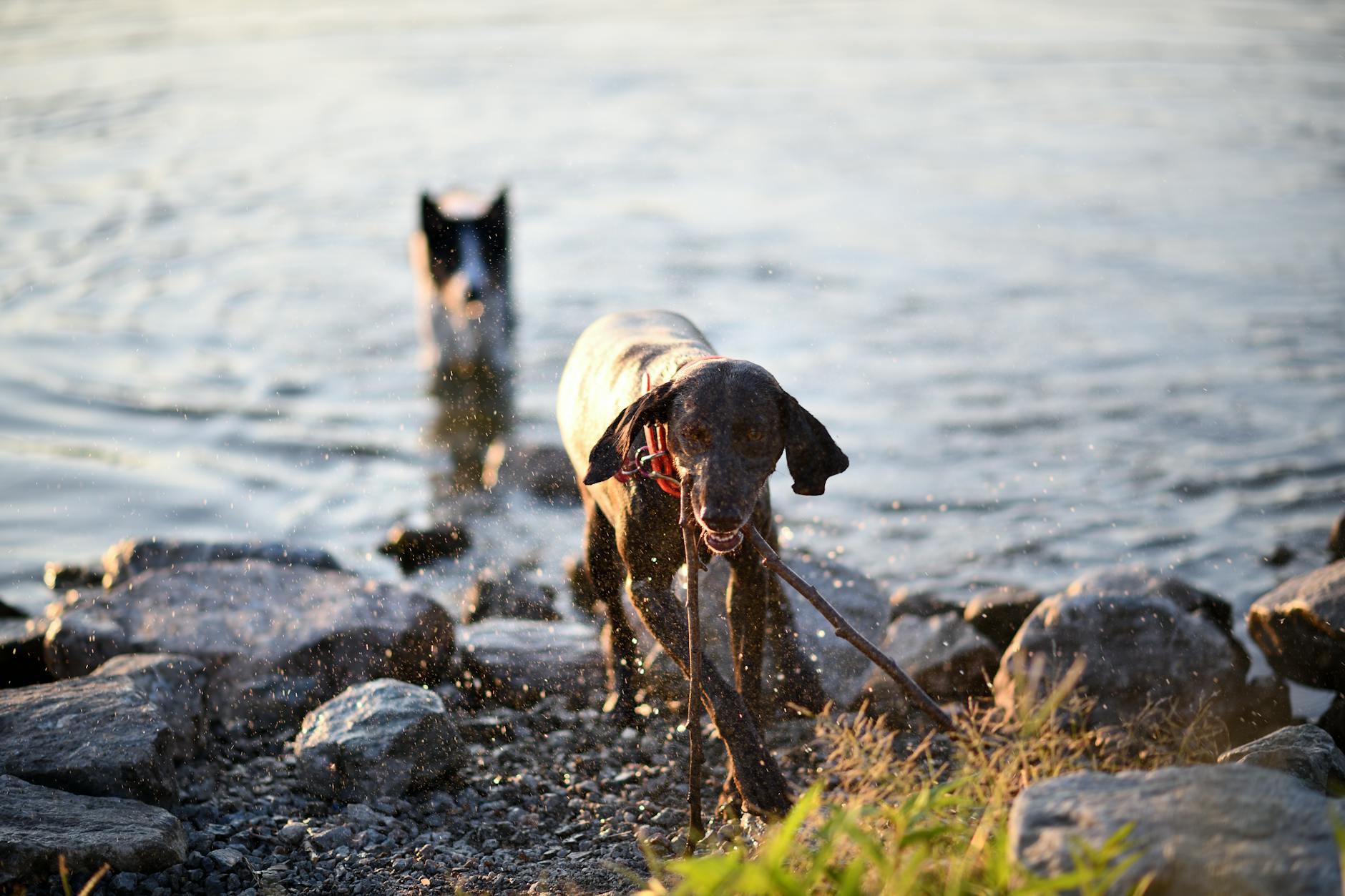 כלב מים פורטוגלי