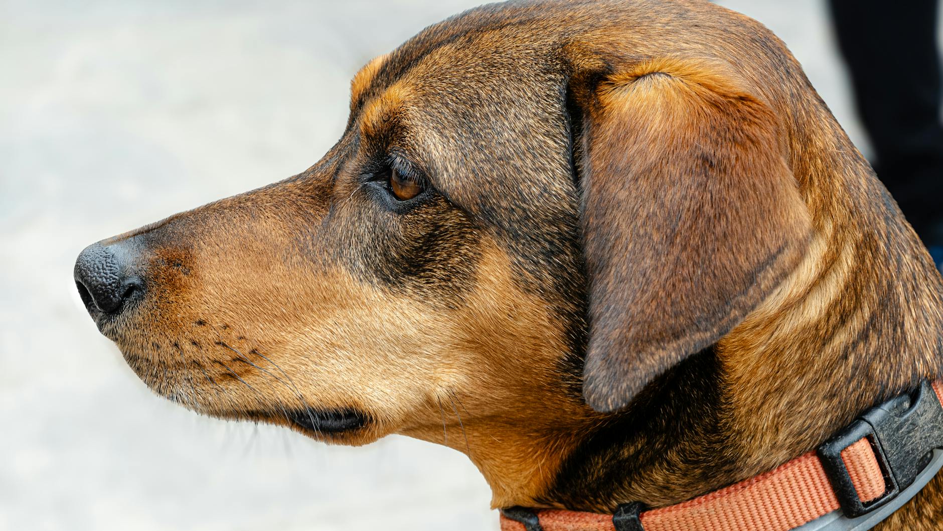 רדבון קונהאונד