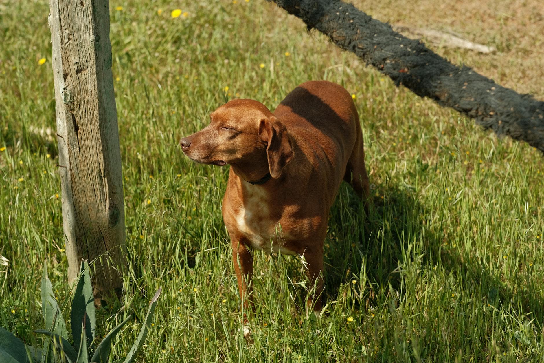 רדבון קונהאונד