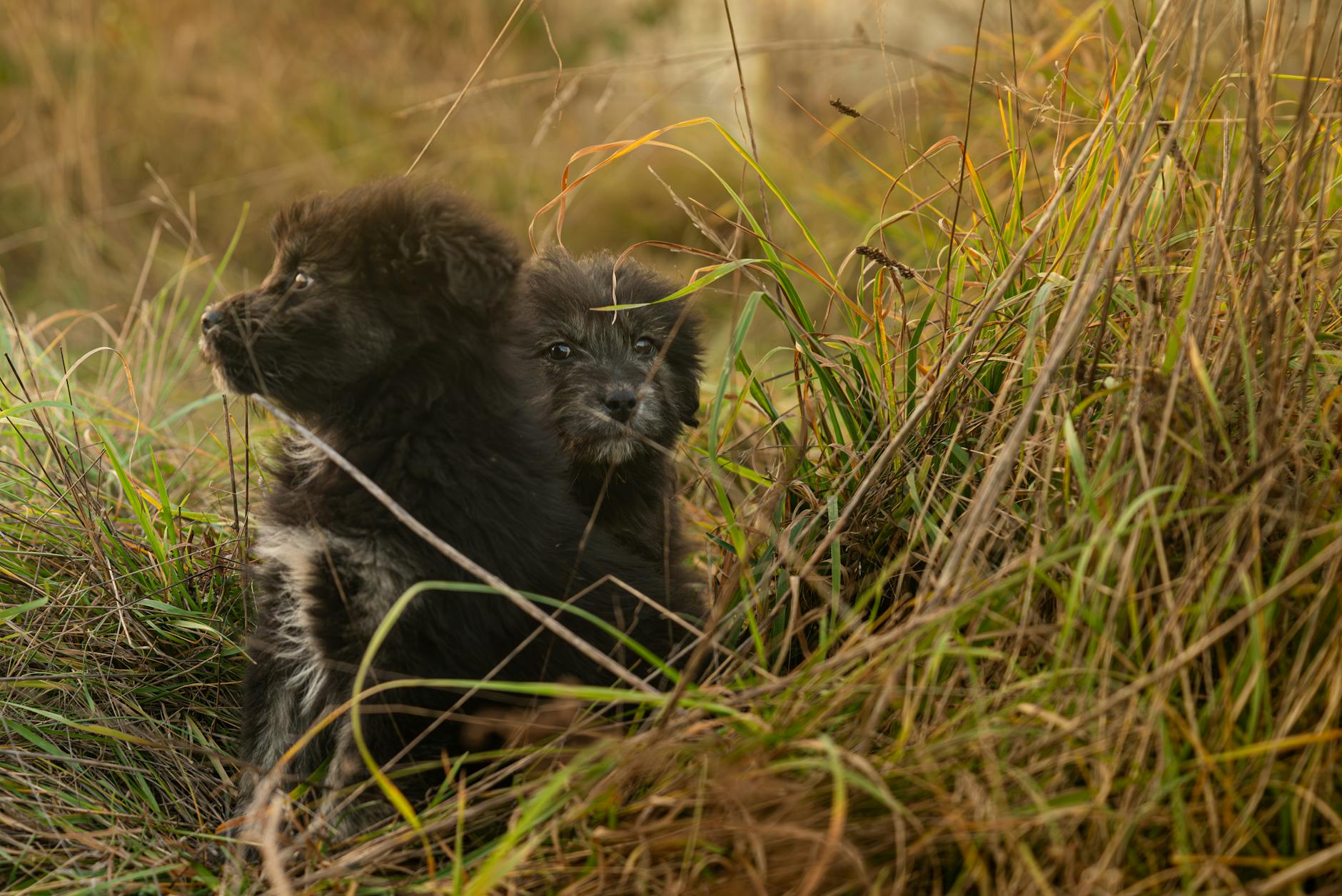 דירהאונד סקוטי