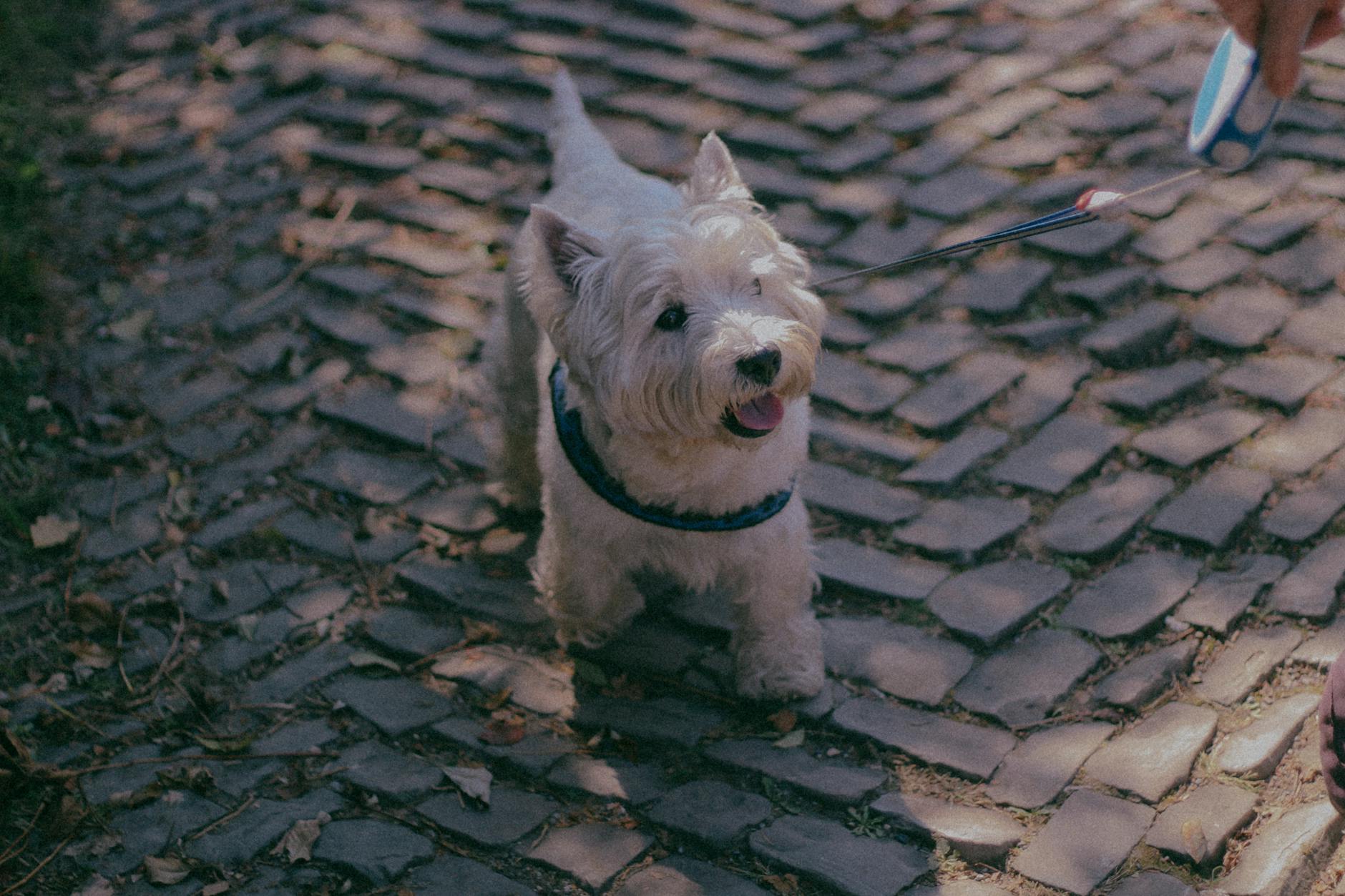 סקוטיש טרייר