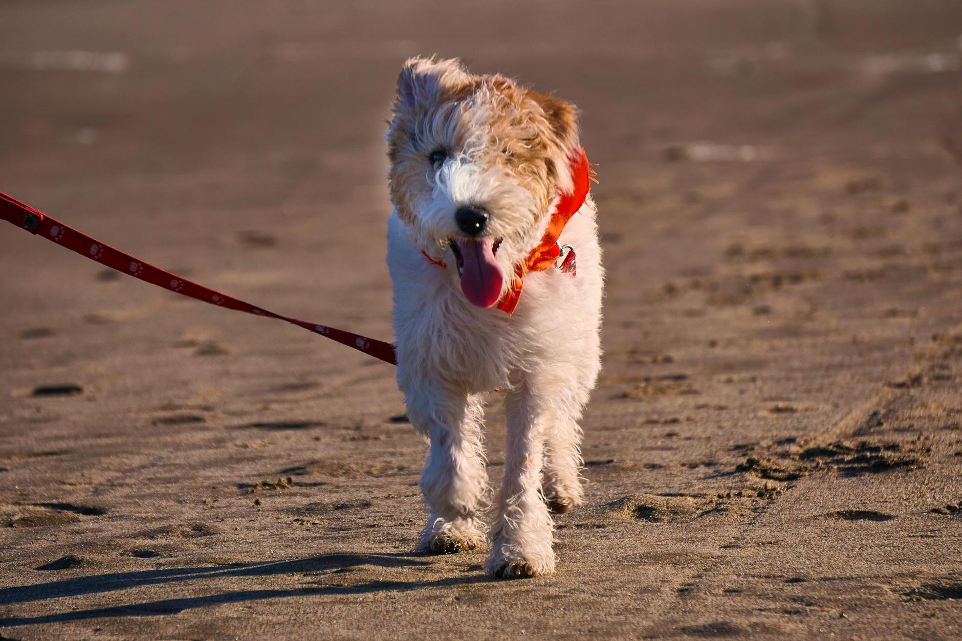 פוקס טרייר חלק