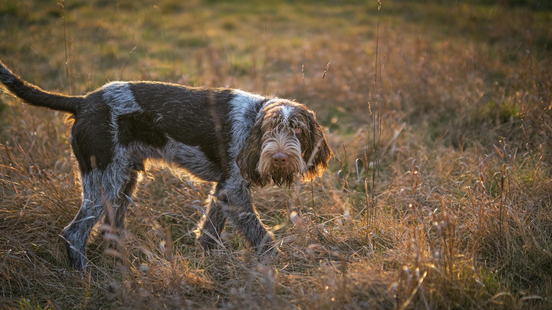 ספינונה איטלקי